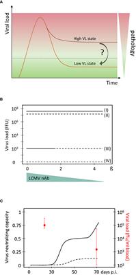 Functional cure of a chronic virus infection by shifting the virus - host equilibrium state